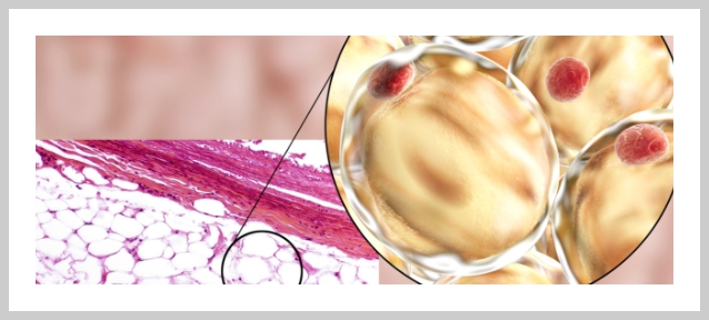 Image of fat cells under a microscope