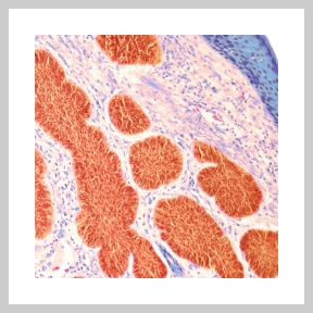 Image of cells