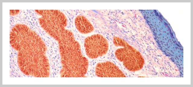 Image of cells